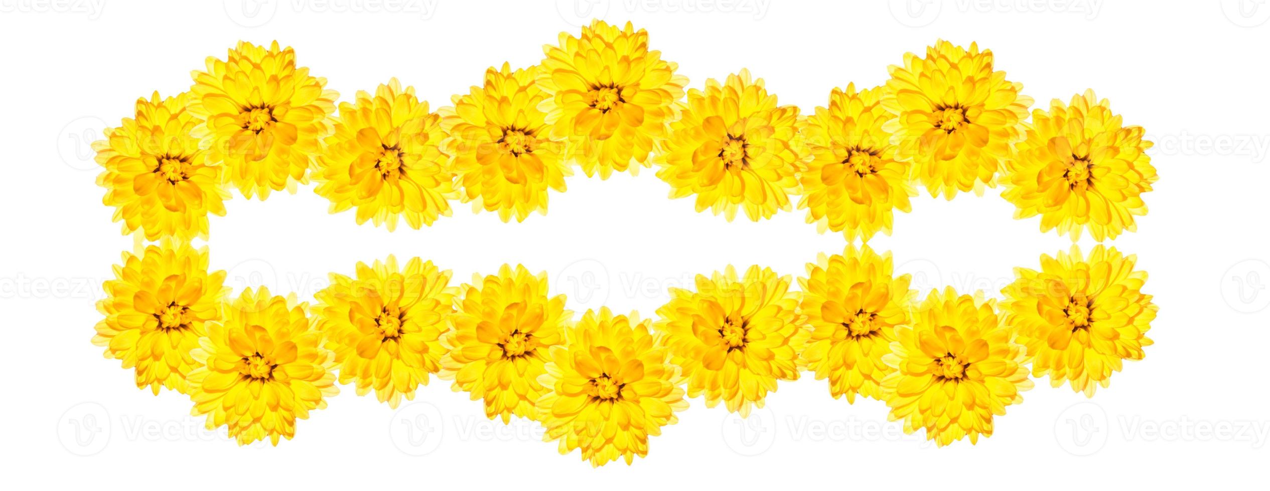Colorful autumn flowers of chrysanthemum photo