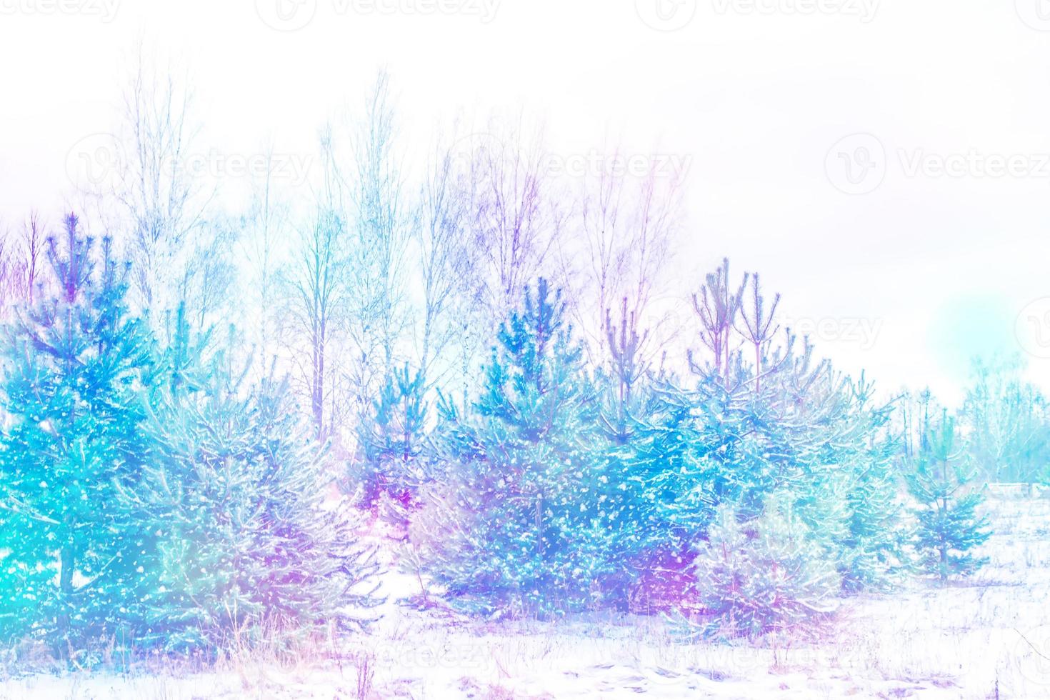 Frozen winter forest with snow covered trees. photo