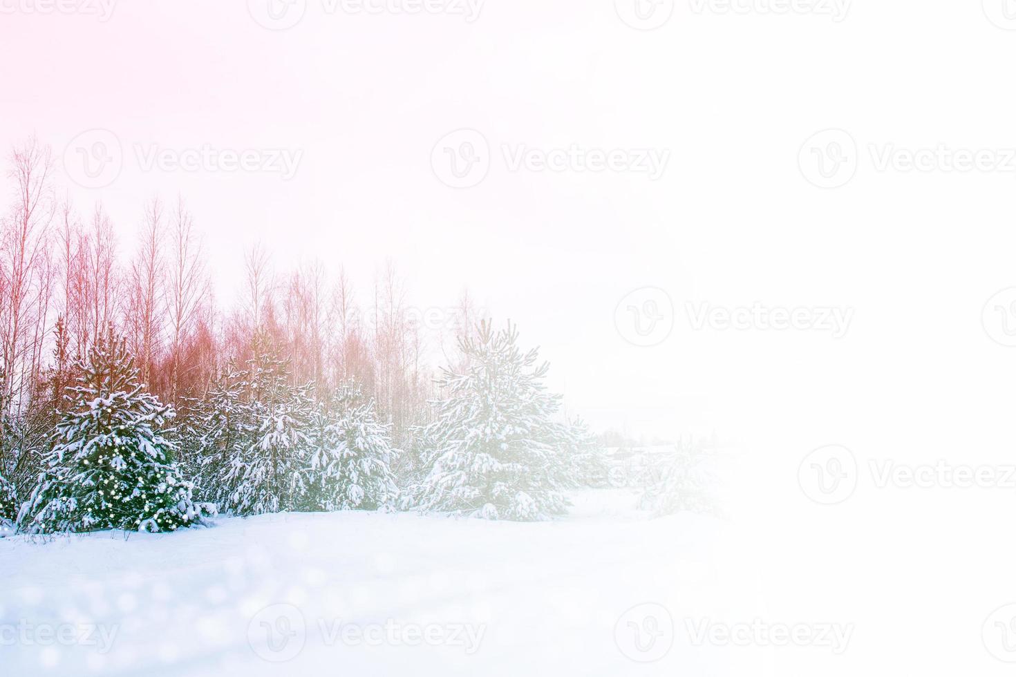 bosque de invierno congelado con árboles cubiertos de nieve. foto