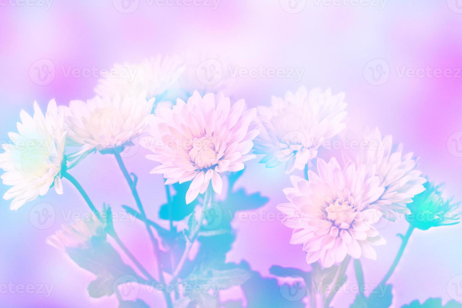 Colorful chrysanthemum flowers on a background of the autumn landscape photo