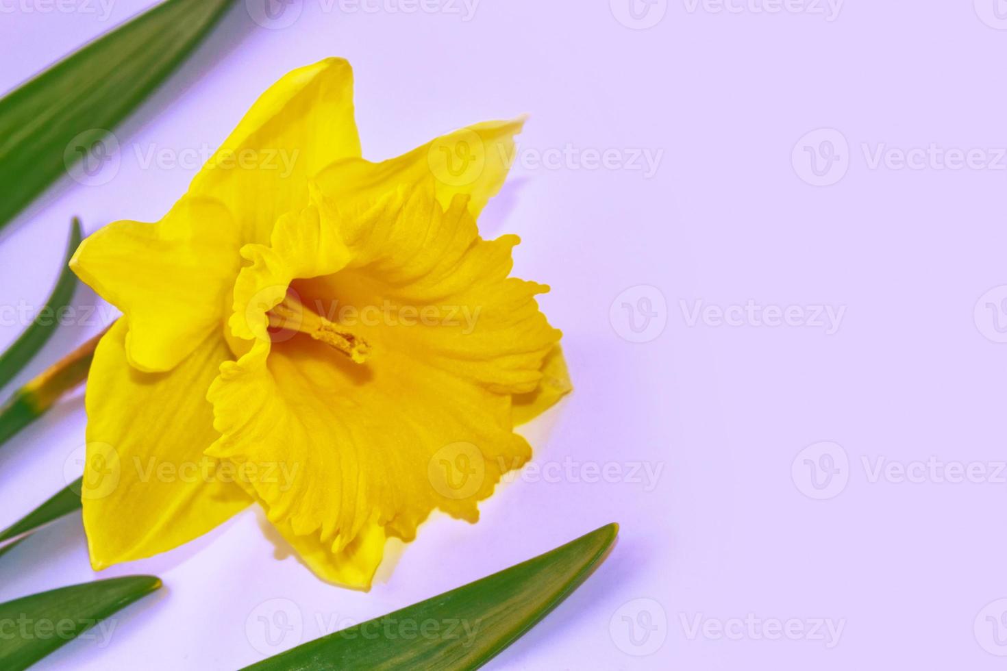 Spring flowers of daffodils. photo