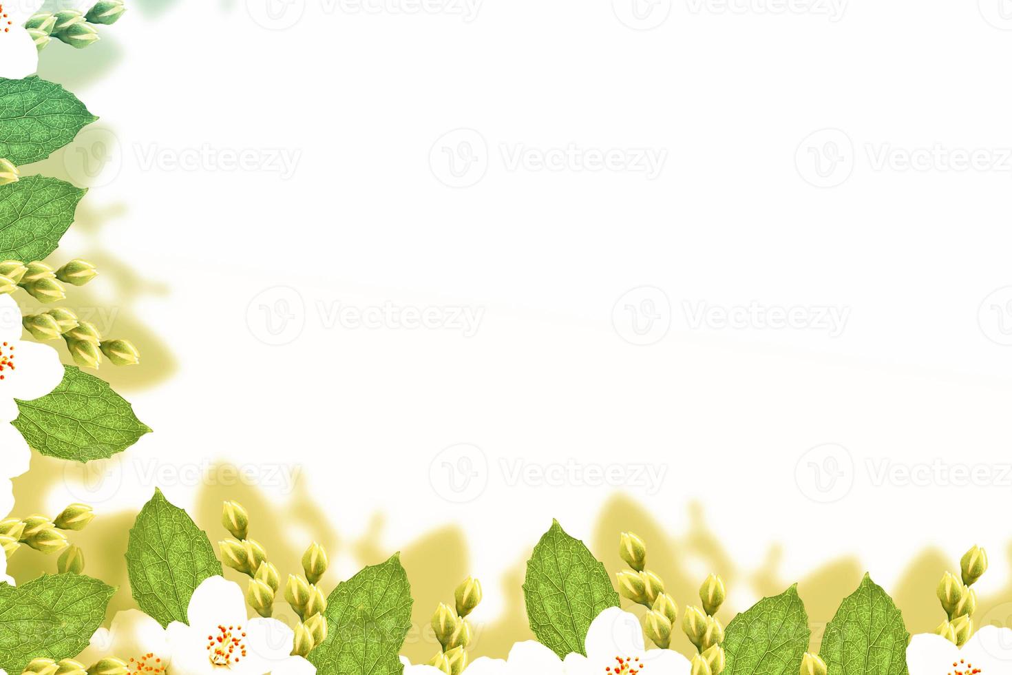 branch of jasmine flowers isolated on white background. photo