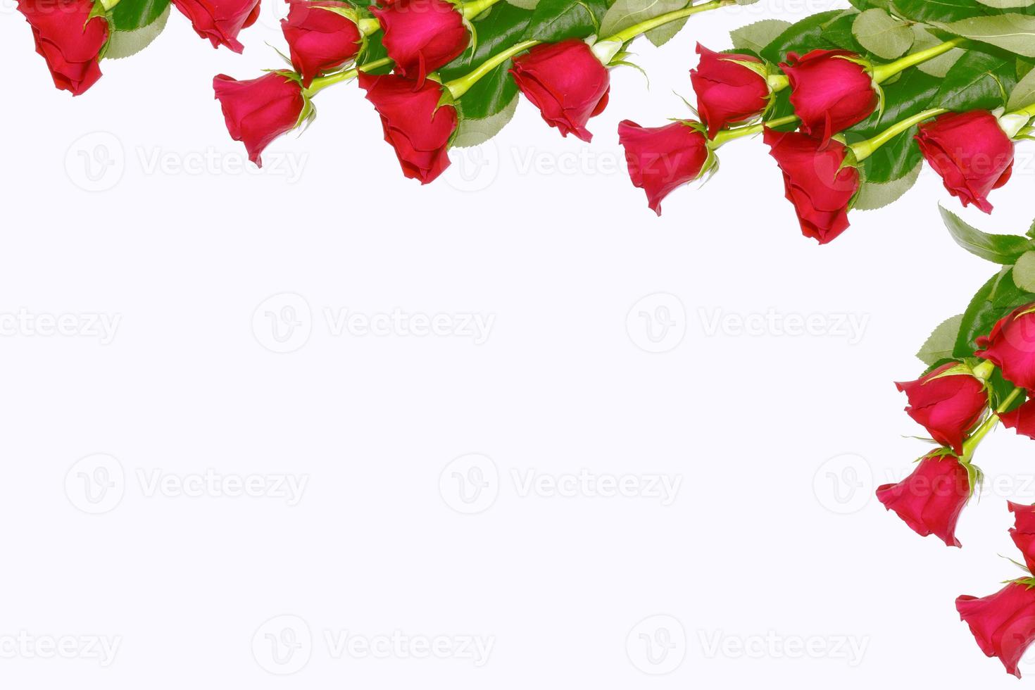 Flower bud roses on a white background photo