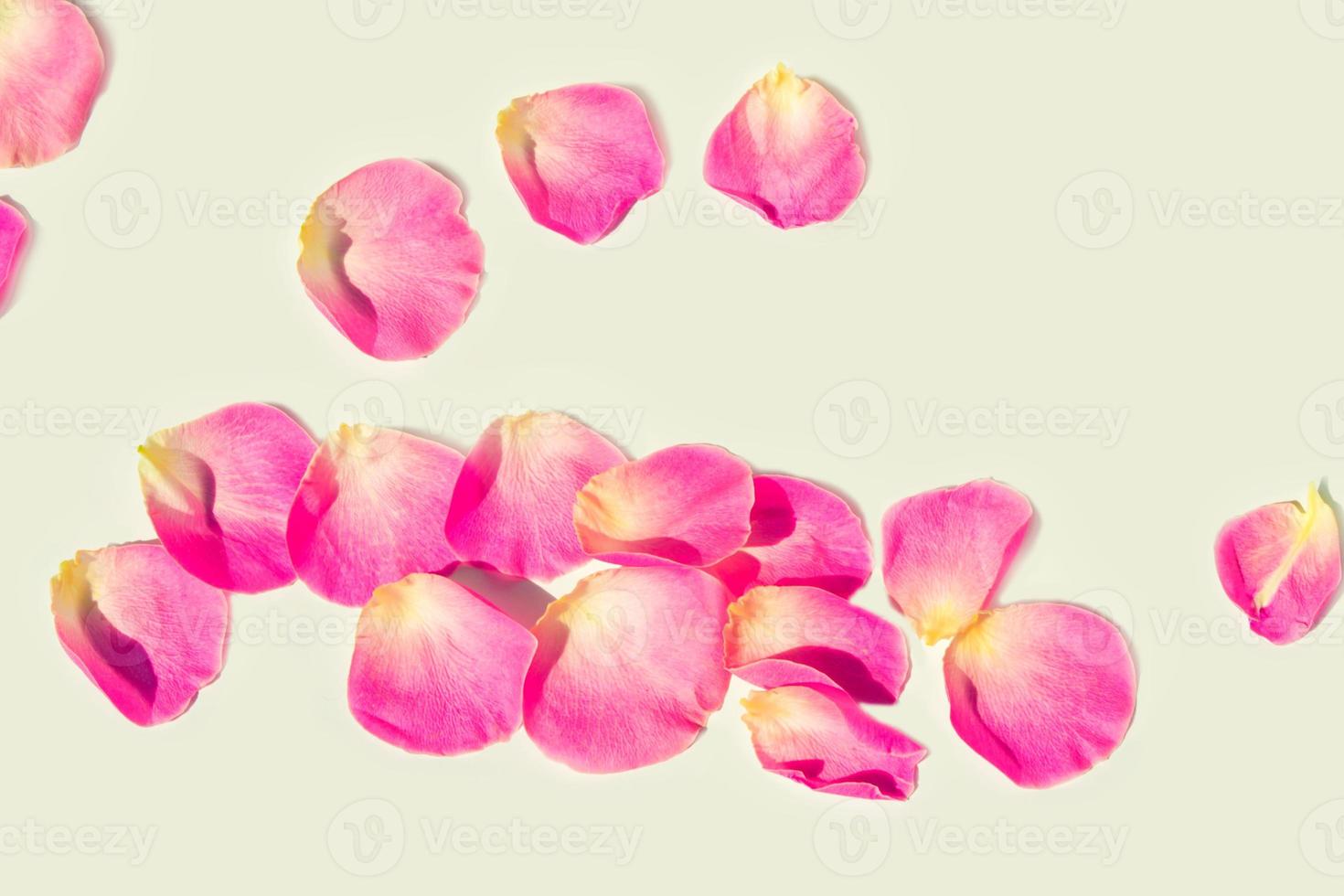 Bright pink rose petals. photo