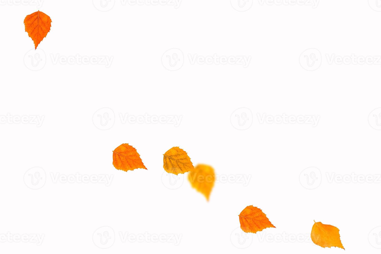 Bright colorful autumn leaves photo