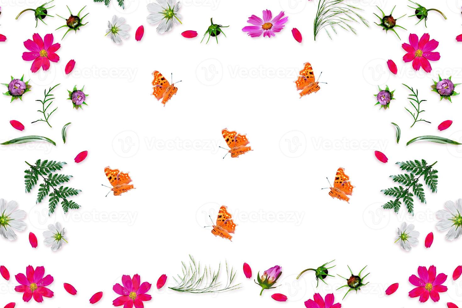 Cosmos flowers isolated on white background. Top view, flat lay. Composition. photo