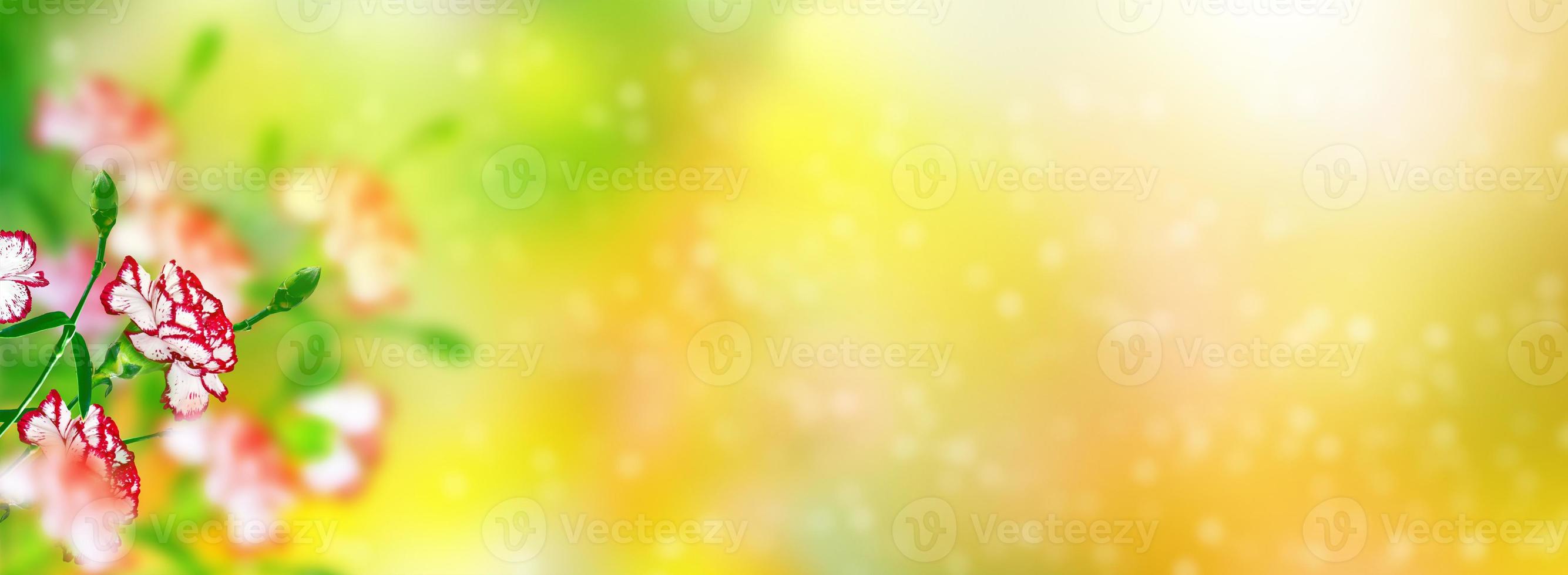 Natural floral background of bright flowers carnation photo