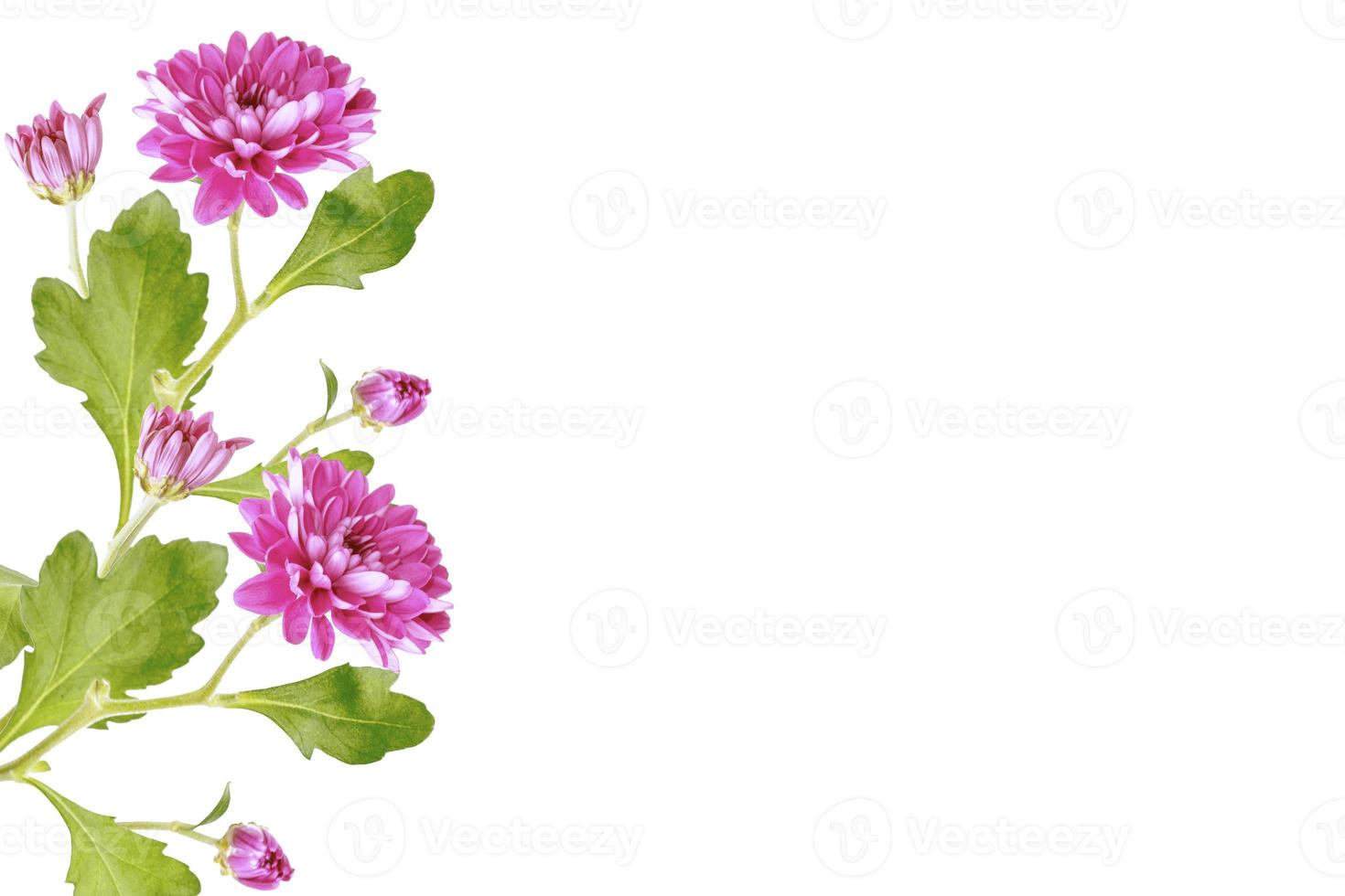 Colorful autumn flowers of chrysanthemum photo