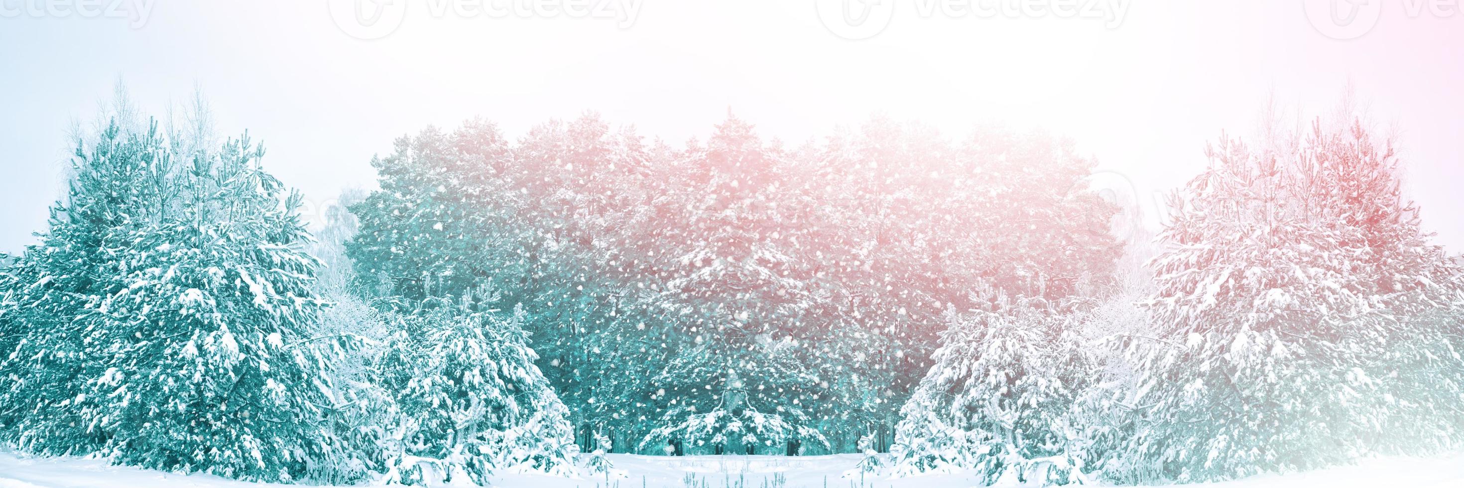 Blurred background. winter forest with snow covered trees. photo