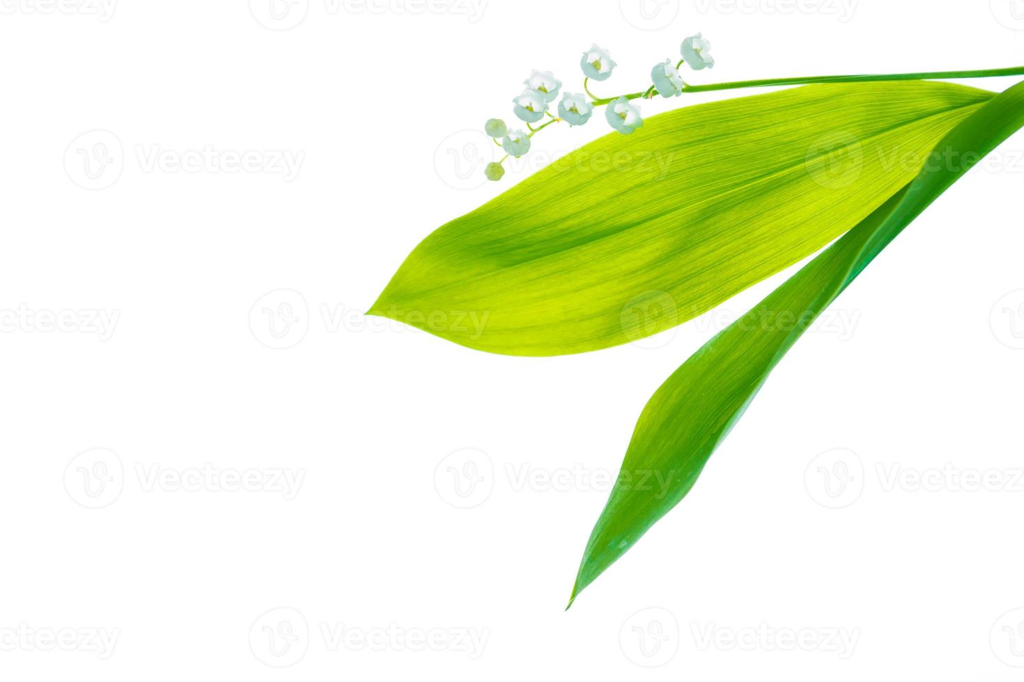 Lily of the valley flower on white background photo