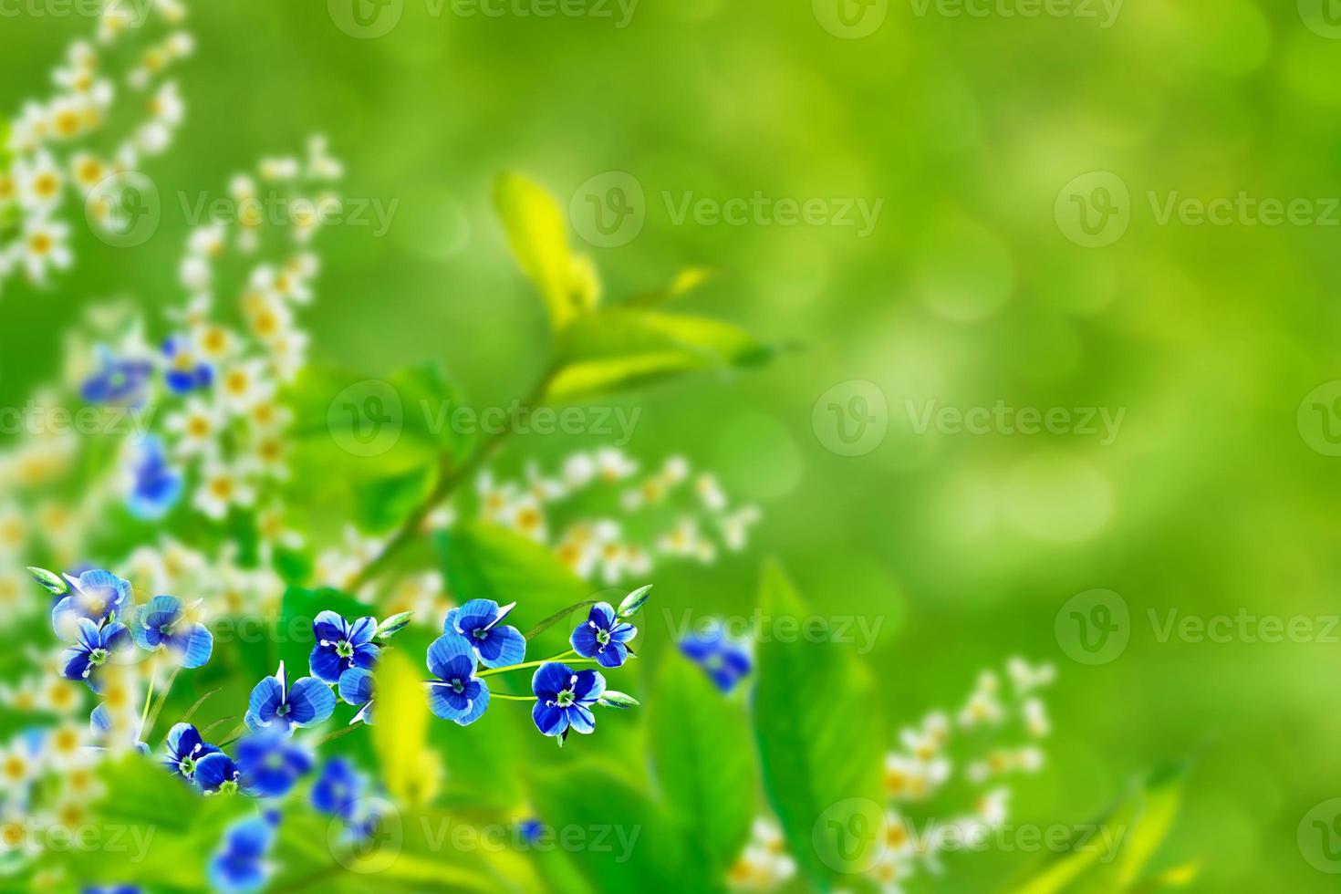 Me-nots Wildflowers on the background of the summer landscape. photo