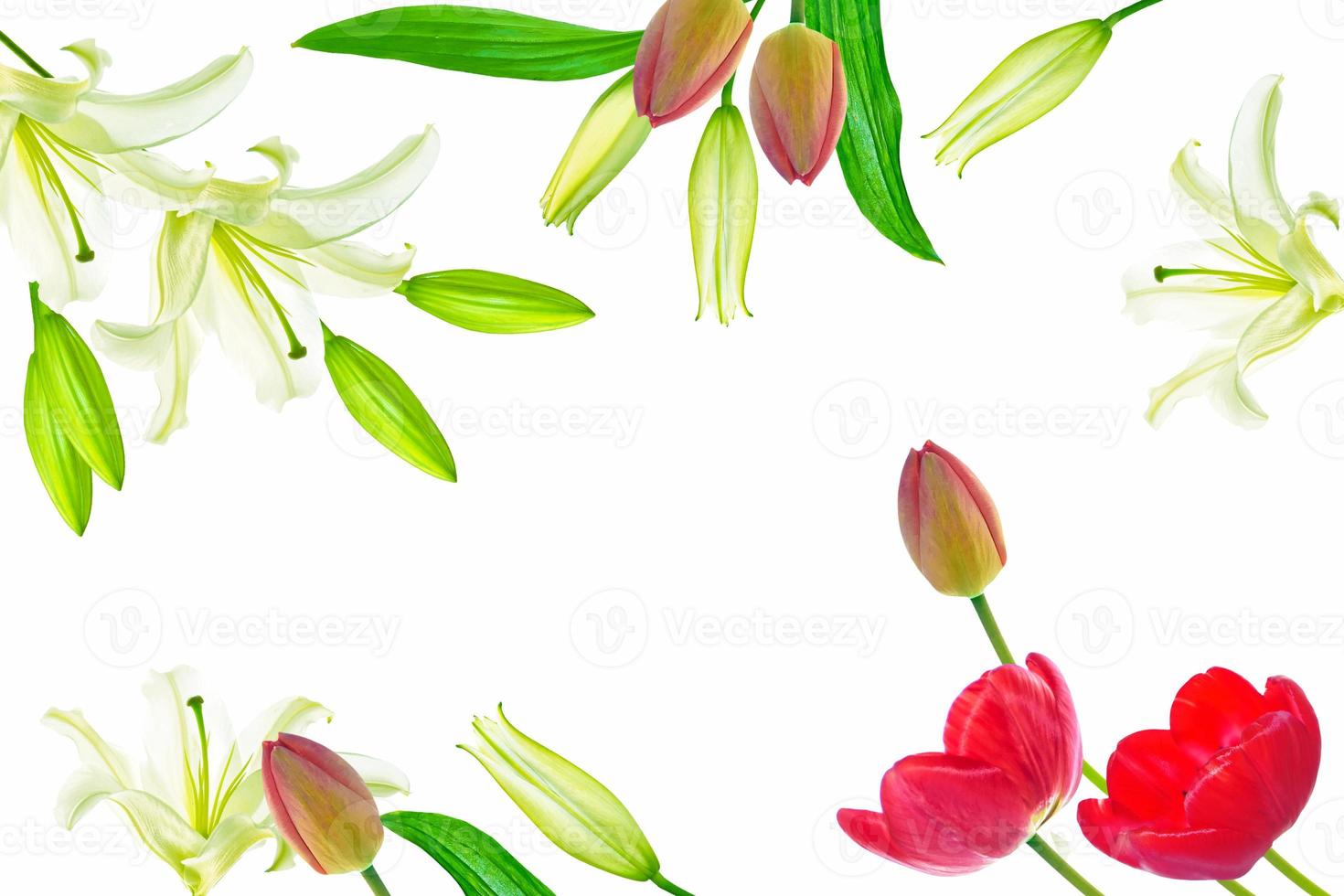 Flower lily, tulip  isolated on white background. photo
