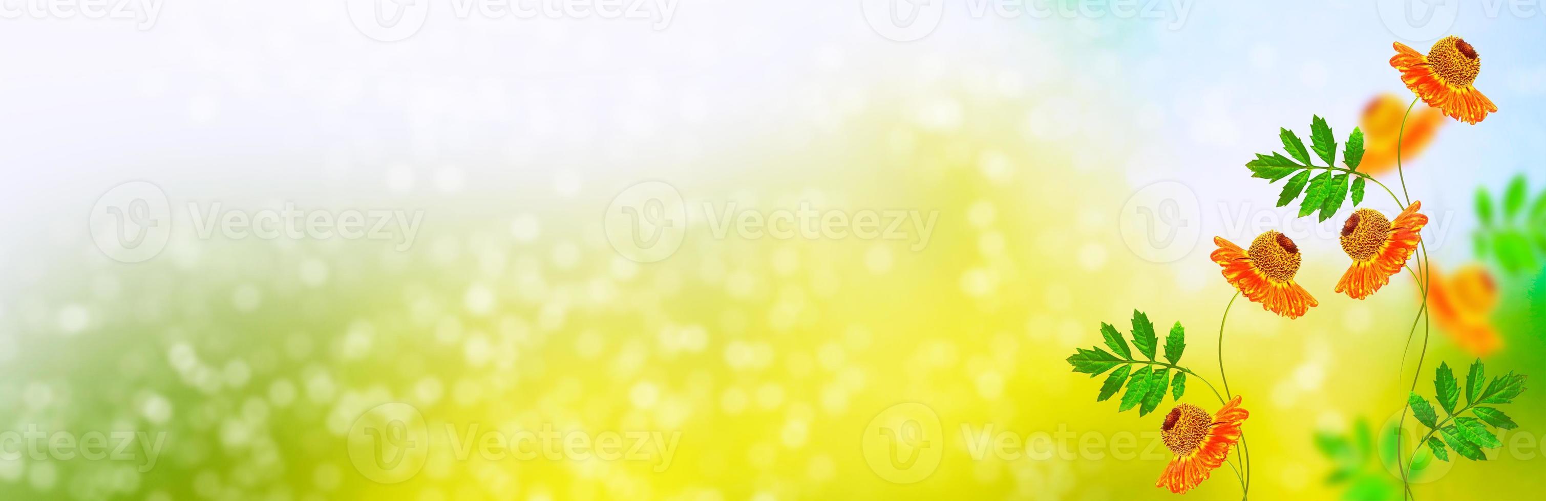 Colorful chrysanthemum flowers photo