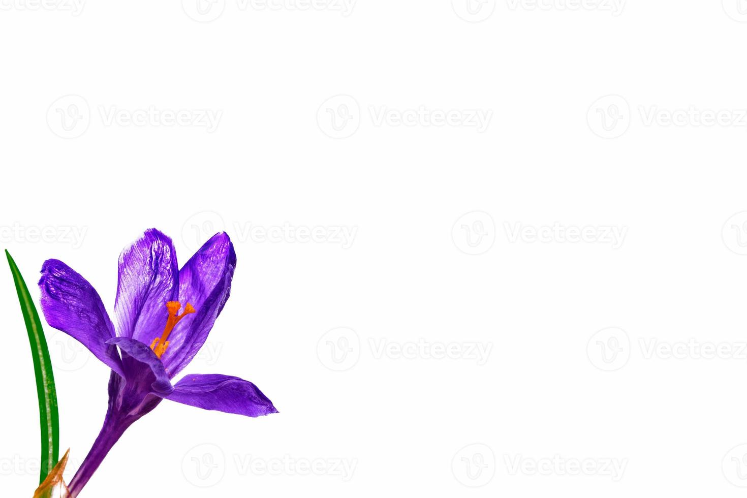 Spring flower crocus isolated on white background. photo