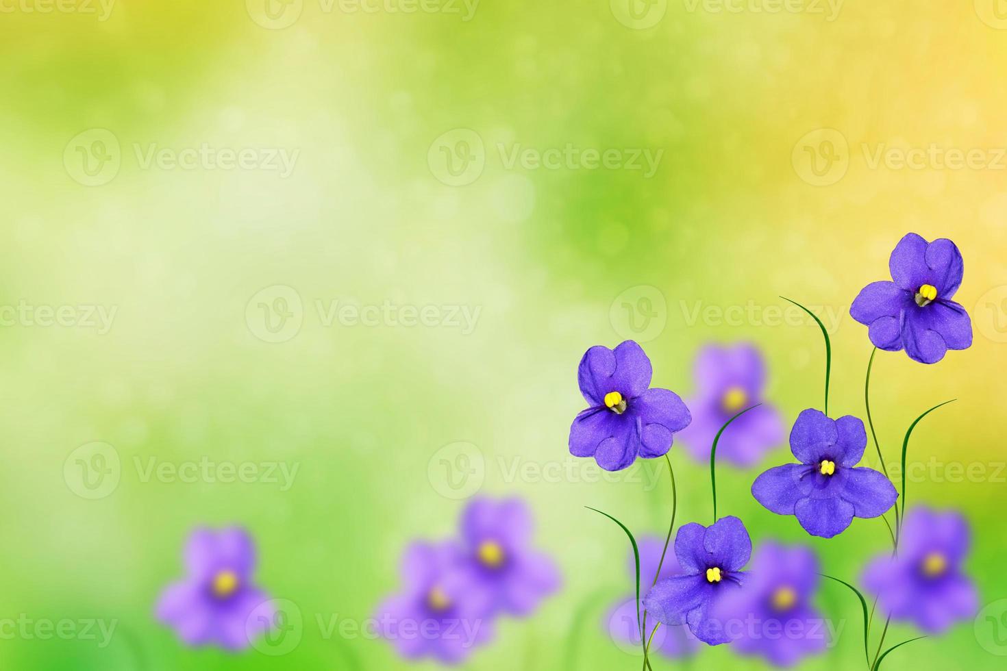 The first delicate spring flower violet photo