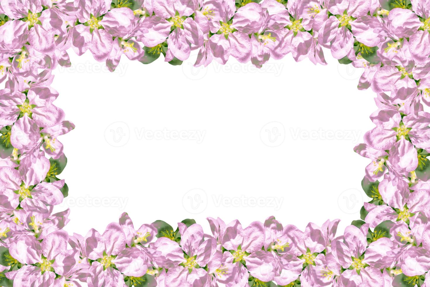 Flowering branch of cherry isolated on a white background. photo