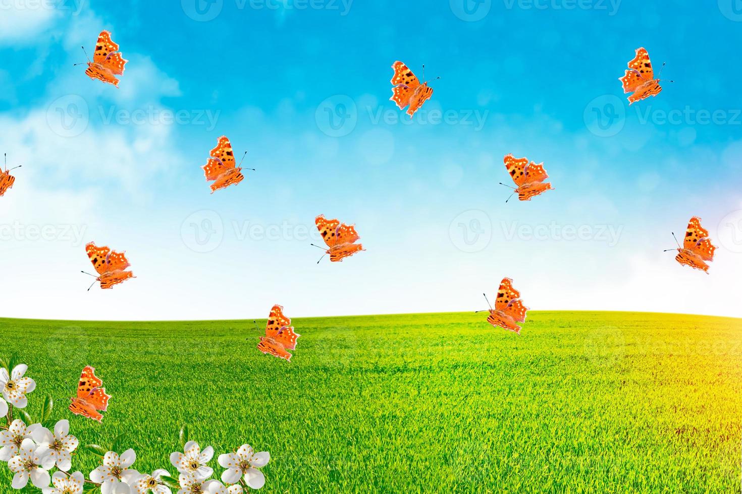 Butterflies in field photo