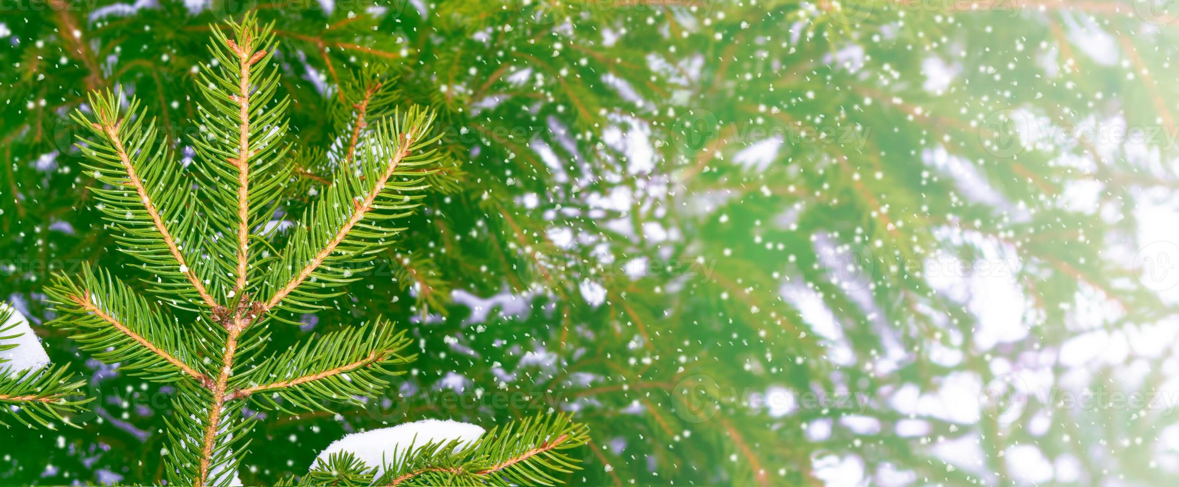 Frozen winter forest with snow covered trees. photo