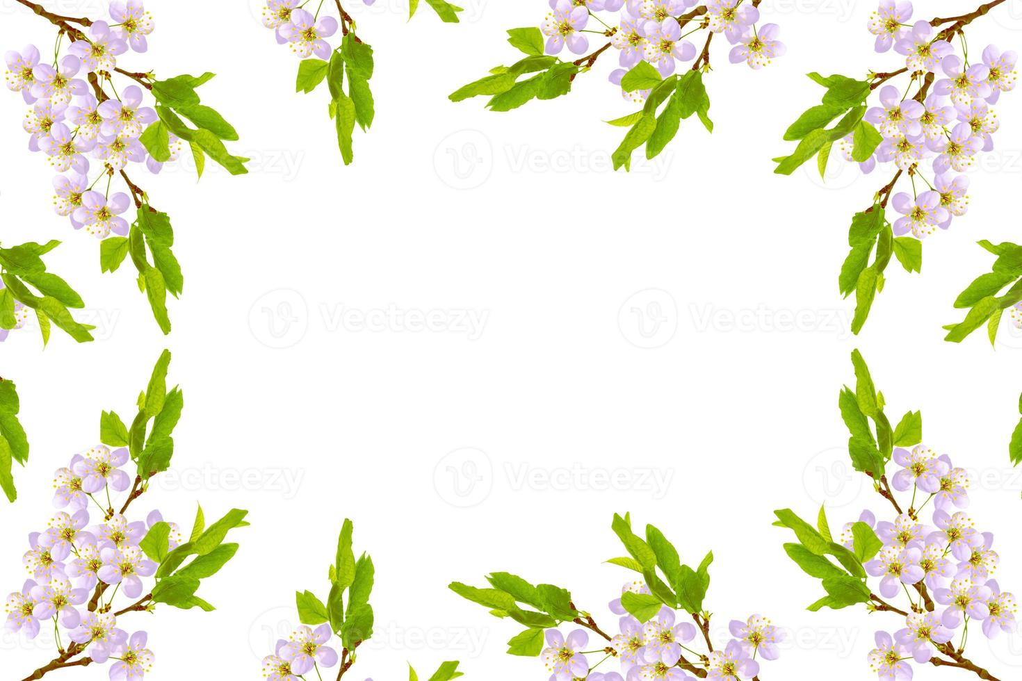 Flowering branch of cherry isolated on a white background. photo