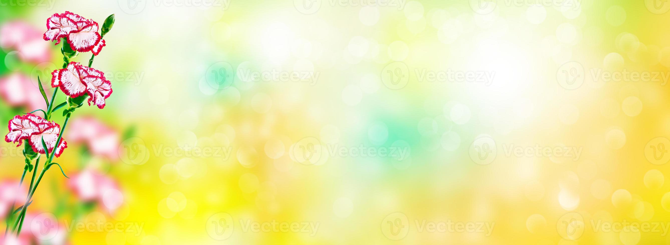 Natural floral background of bright flowers carnation photo