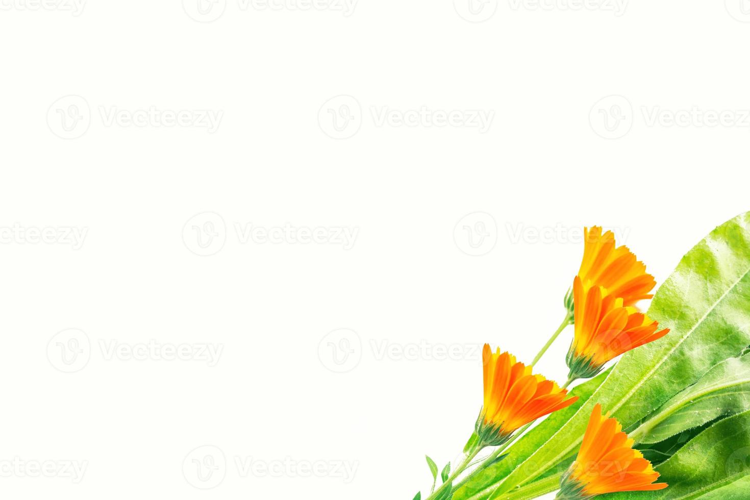 Bright marigold flowers isolated on white background. photo