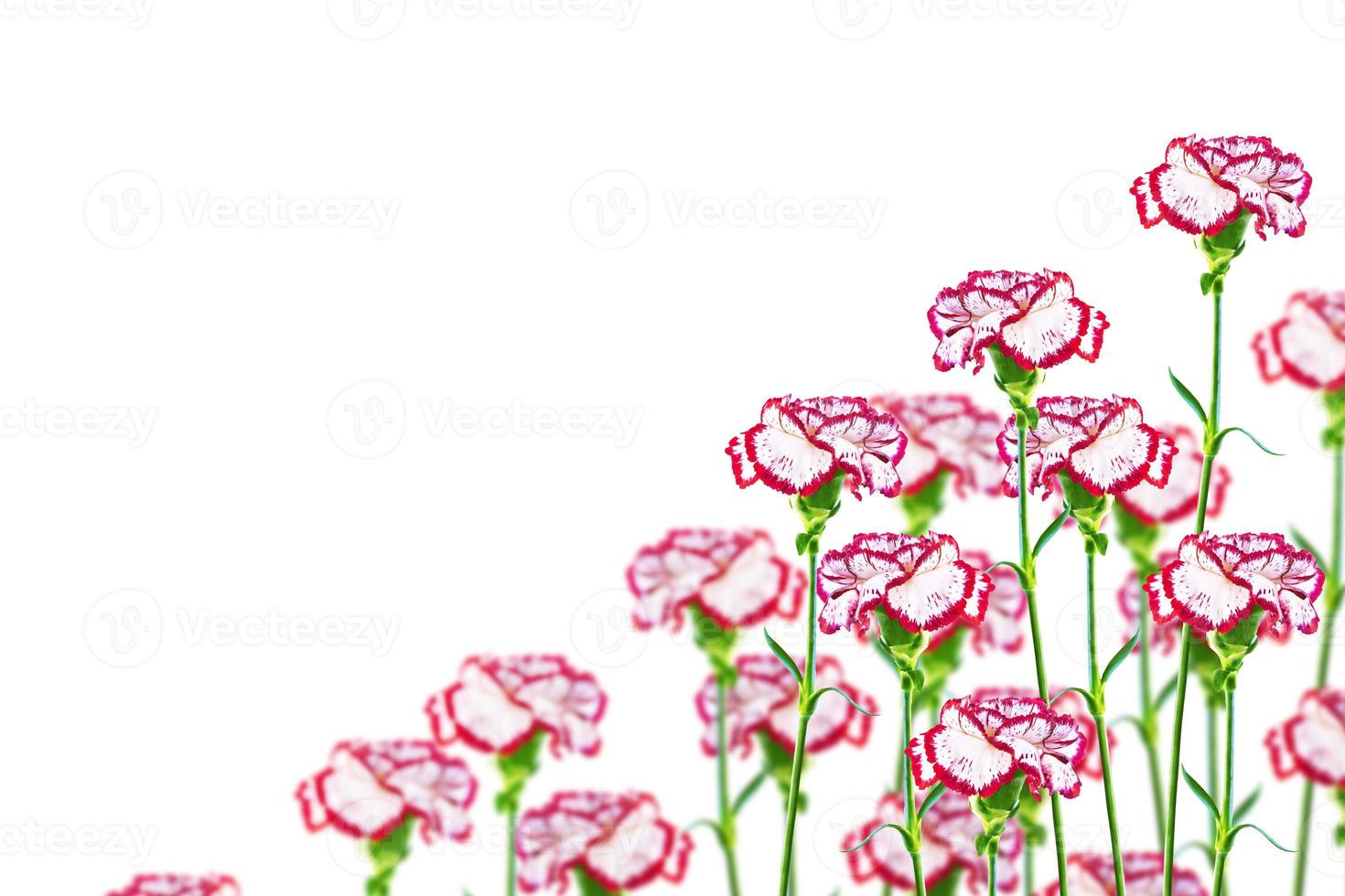 branch carnation flowers isolated on white background photo