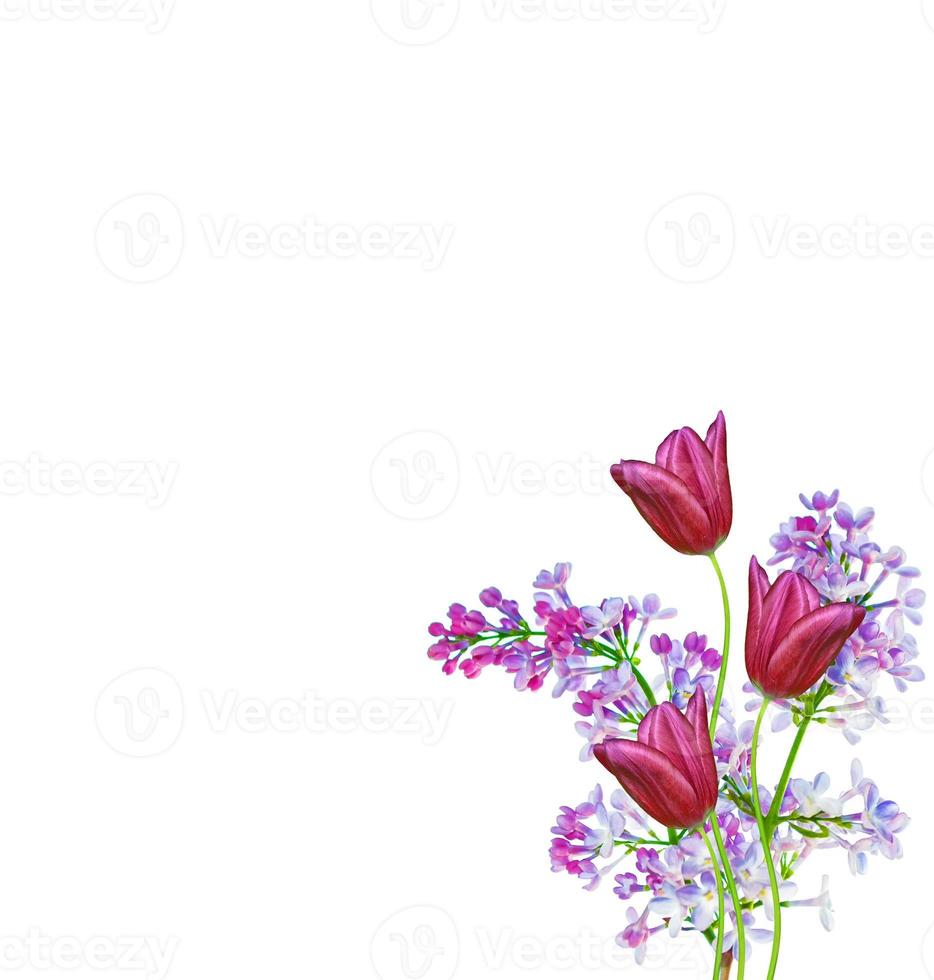 spring flowers lilac, tulip photo