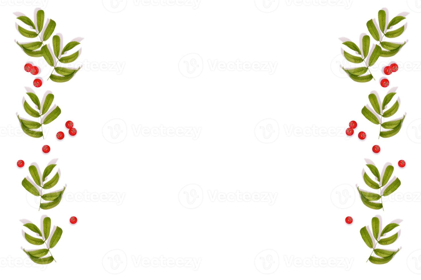 Bunches of red rowan berries photo