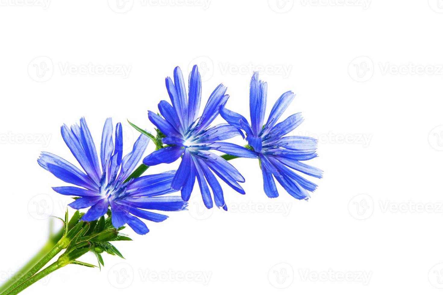 Chicory flower with leaf isolated on white background photo
