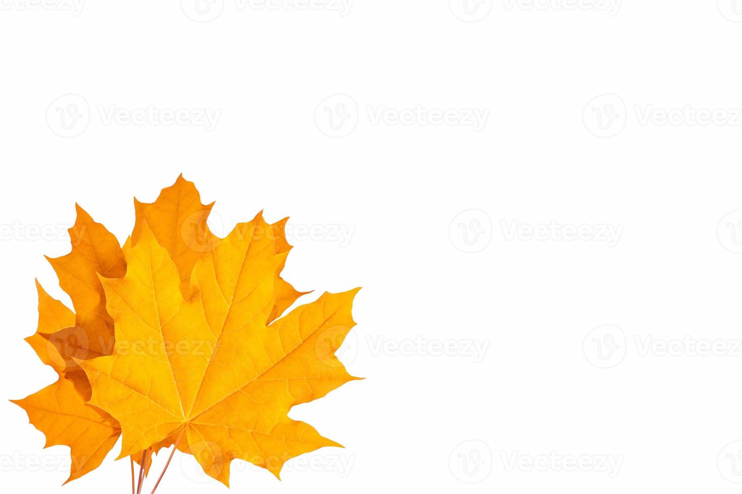 Bright colorful autumn leaves photo