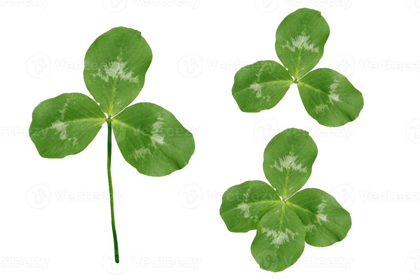 green clover leaves isolated on white background. St.Patrick 's Day photo