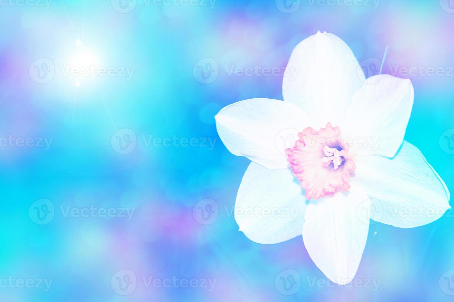 Spring flowers of daffodils. photo