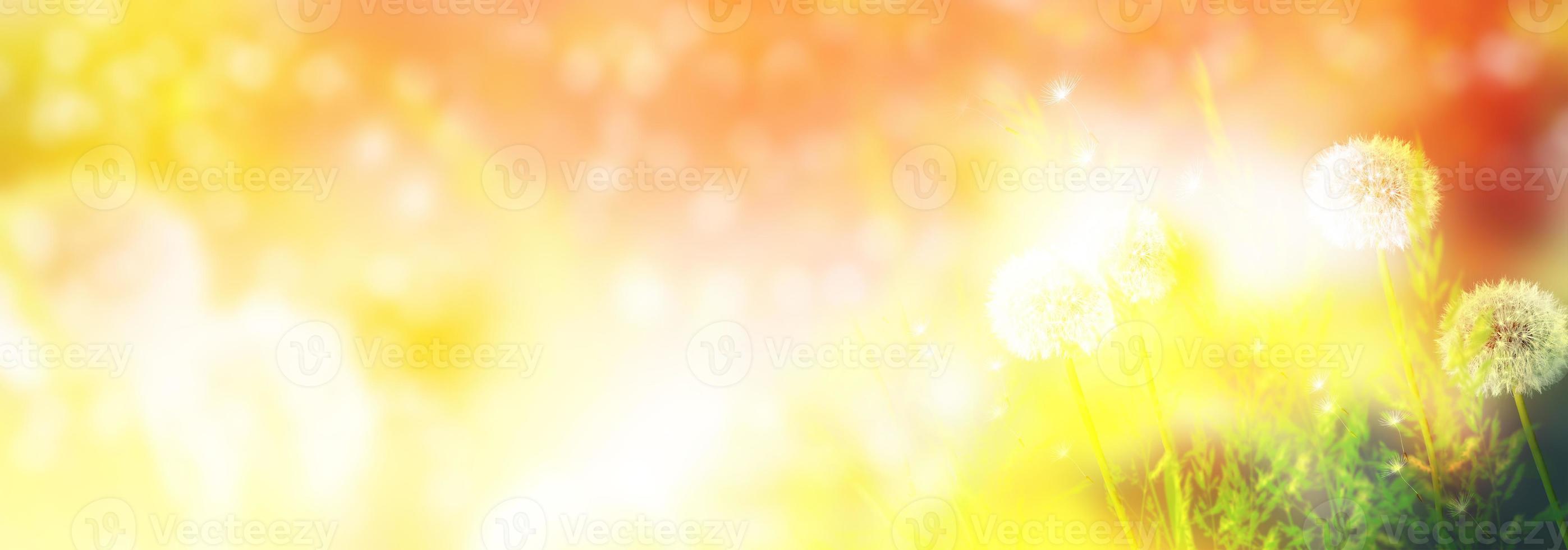 Fluffy dandelion flower against the background of the summer landscape. photo