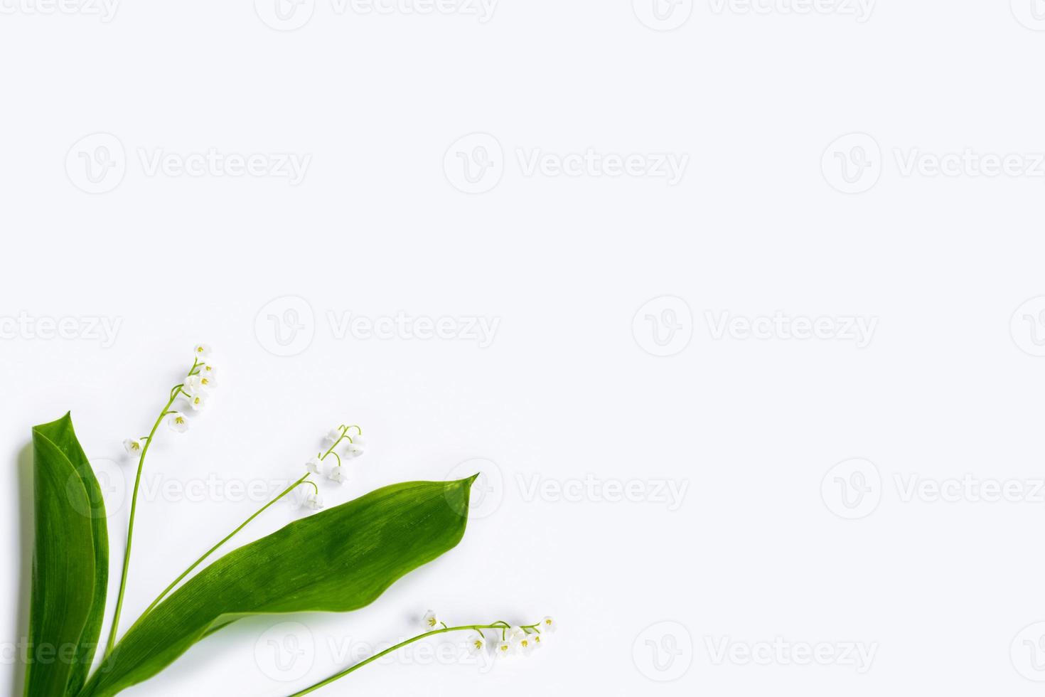 Lily of the valley flower on white background photo