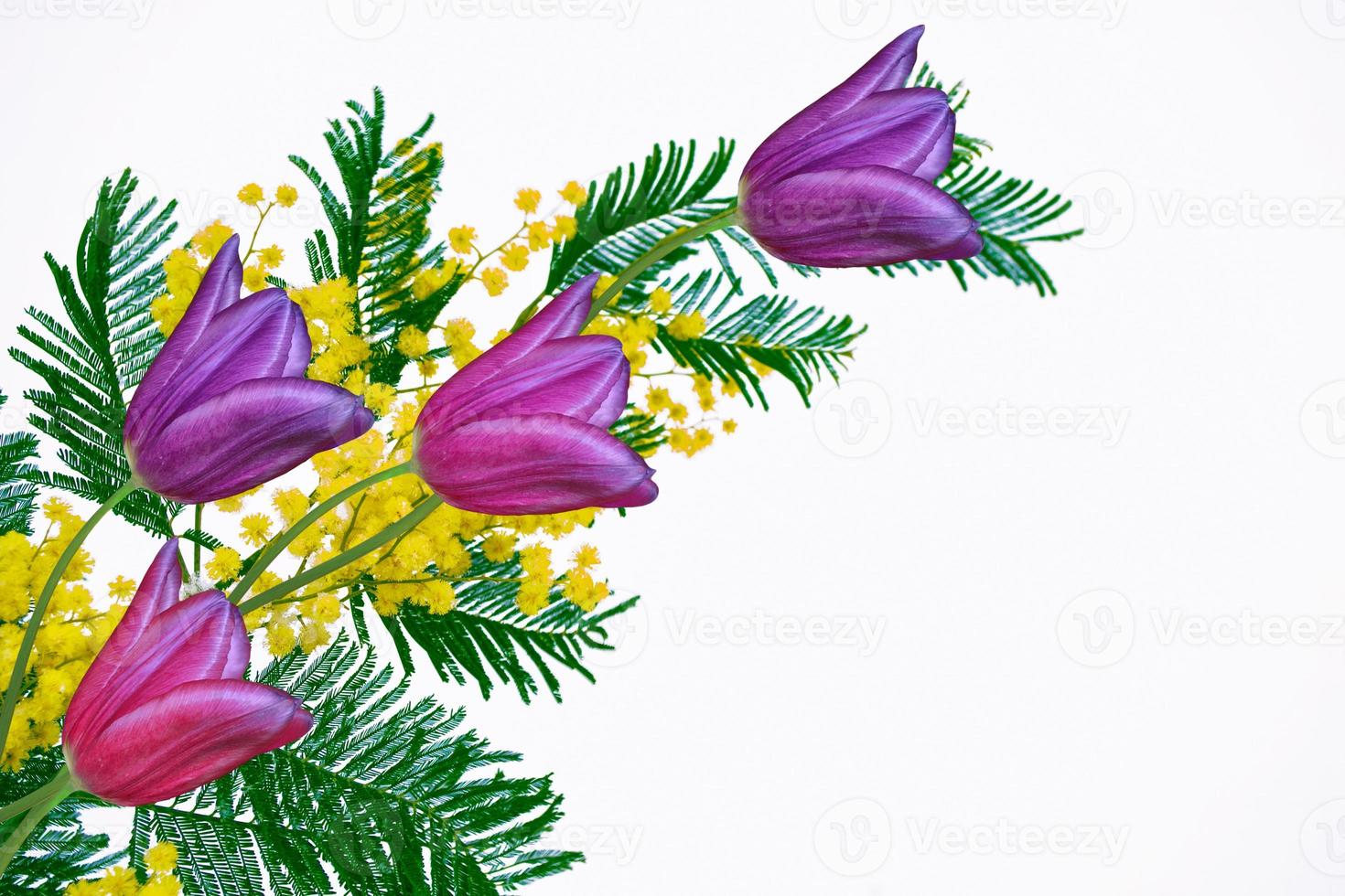 spring flowers tulips photo
