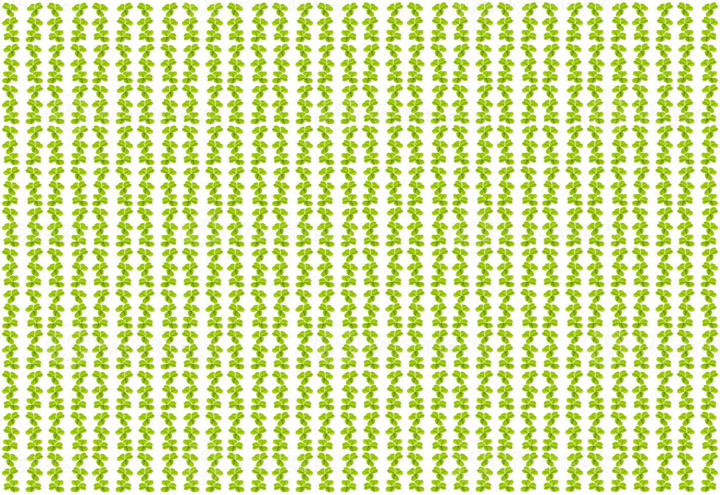 green clover leaves isolated on white background. St.Patrick 's Day photo