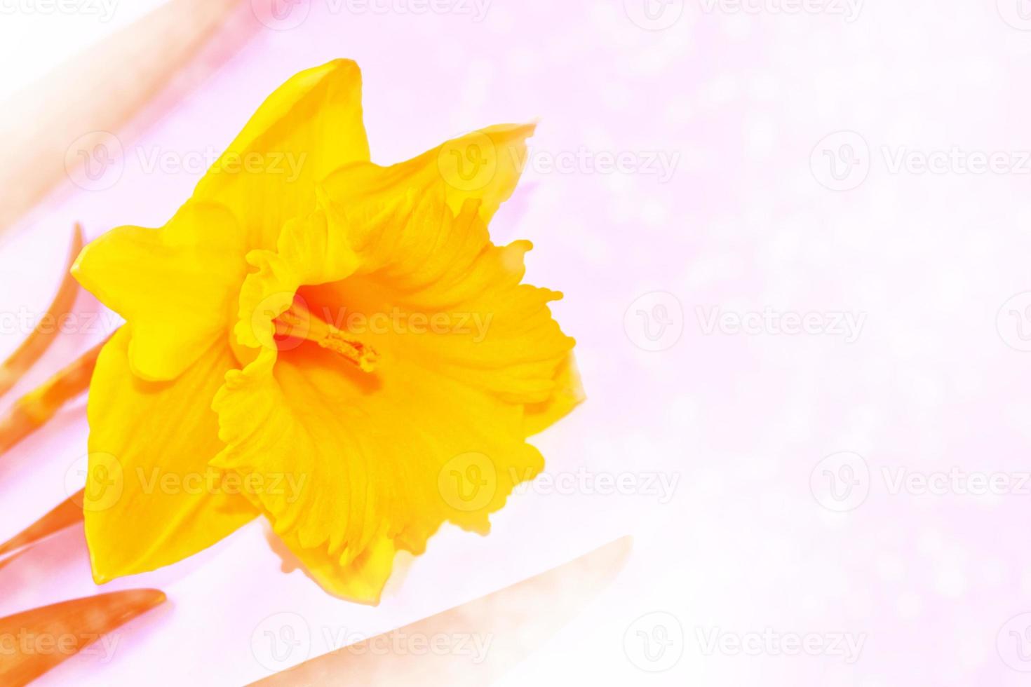 Spring flowers of daffodils. photo