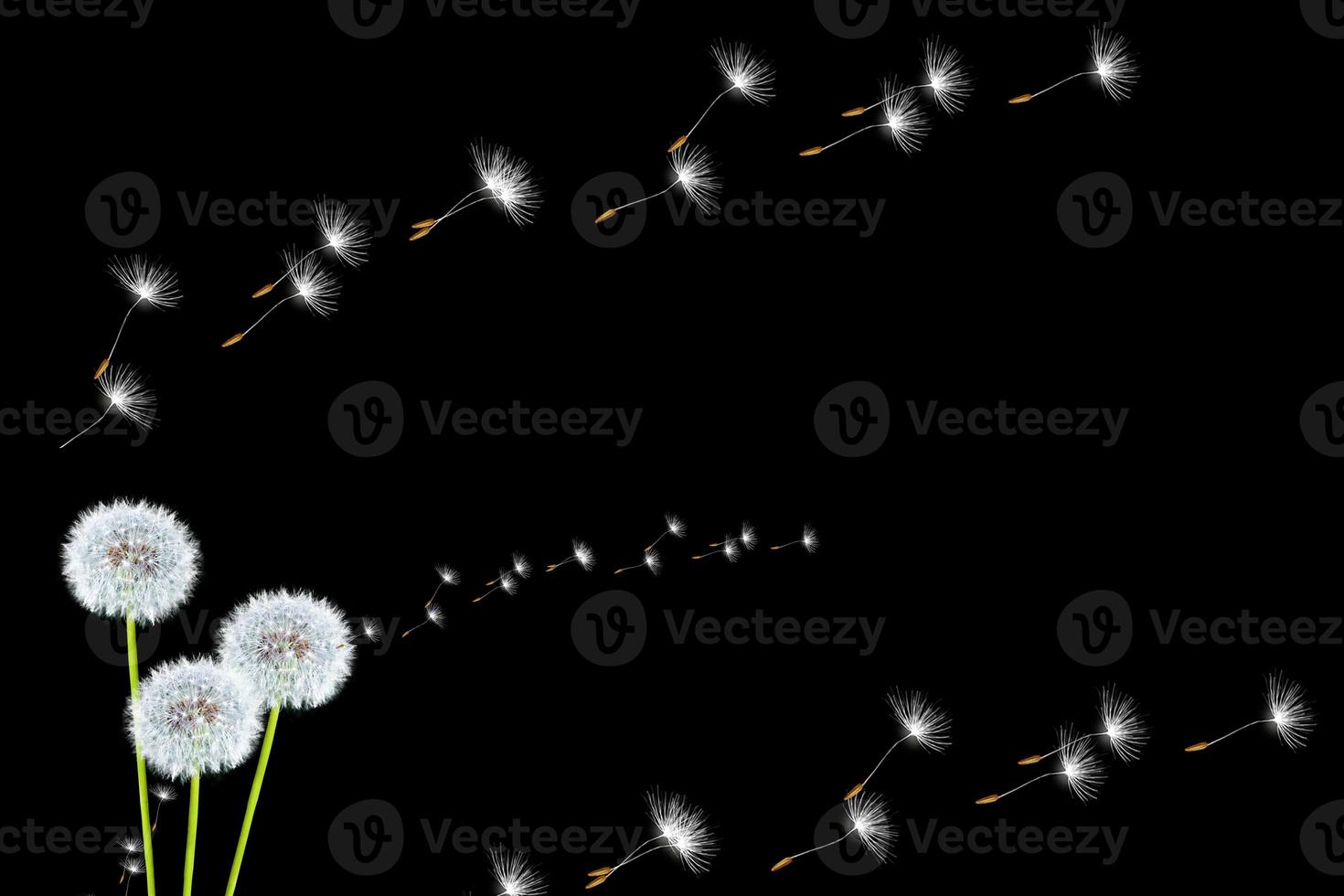 Fluffy dandelion flower photo