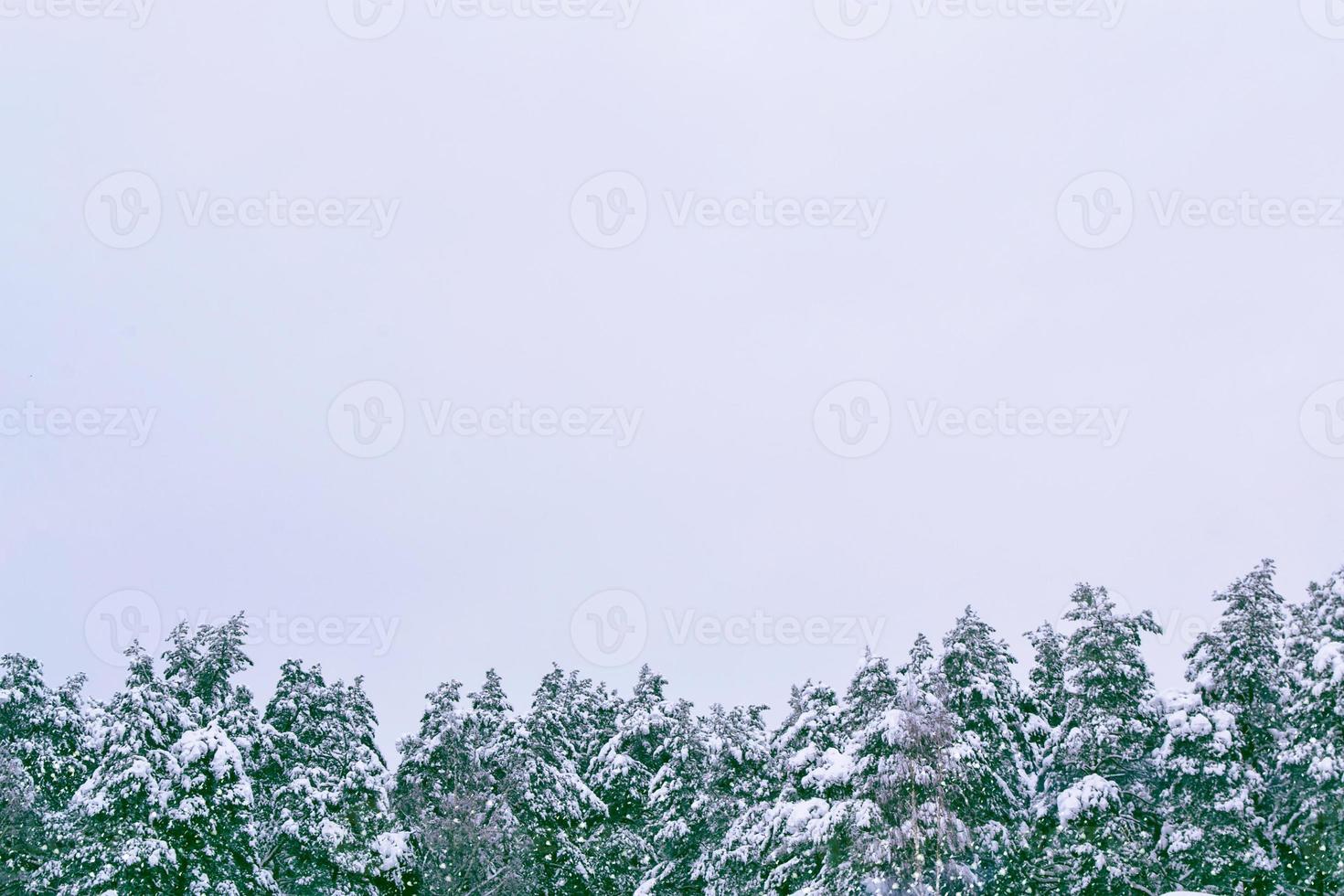 bosque de invierno congelado con árboles cubiertos de nieve. foto