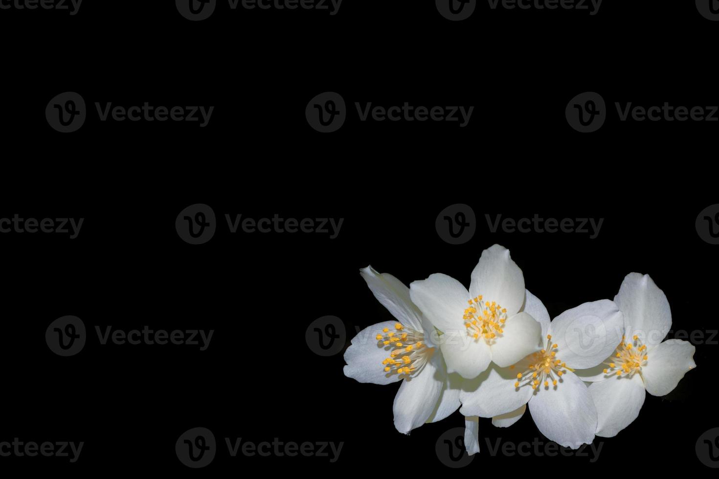 branch of jasmine flowers isolated on black background. photo