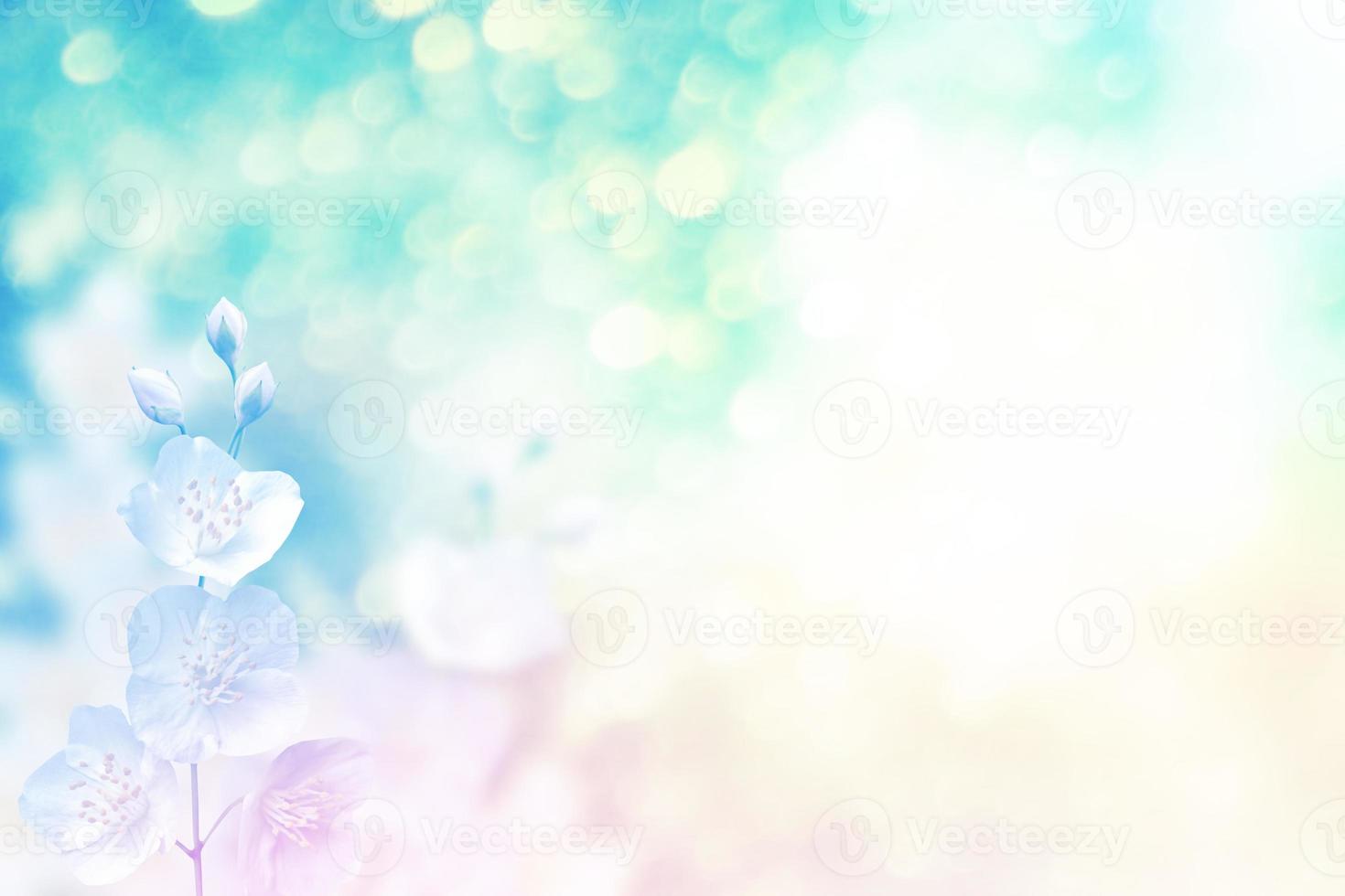 White jasmine The branch delicate spring flowers photo
