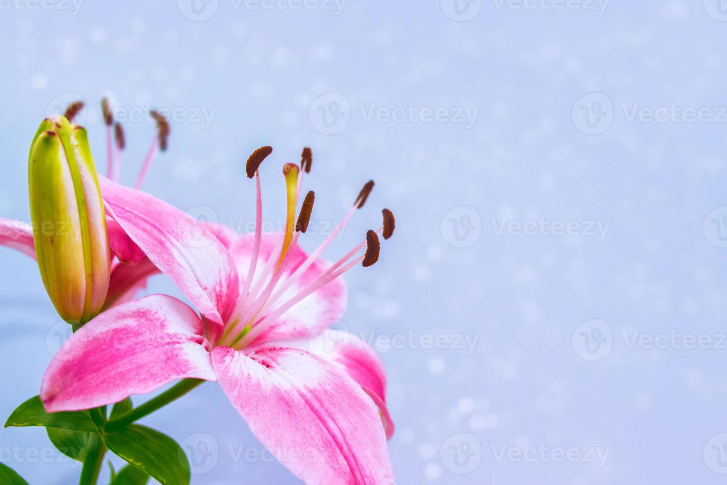 flores de lirio de colores brillantes. fondo floral. foto