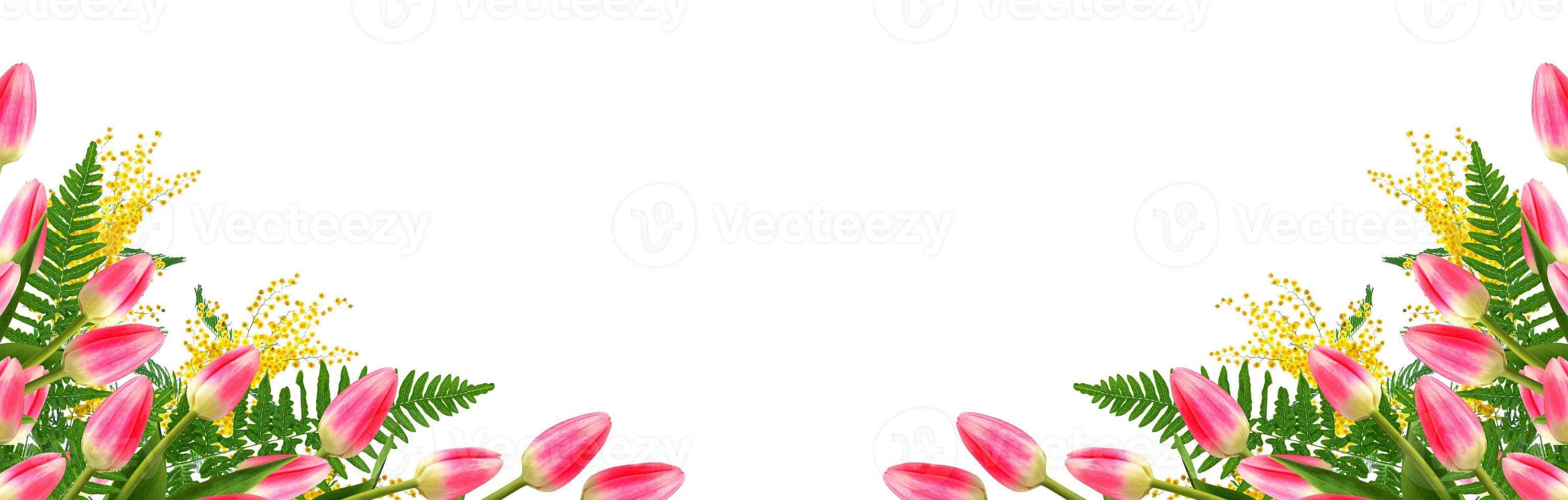 spring flowers tulips photo