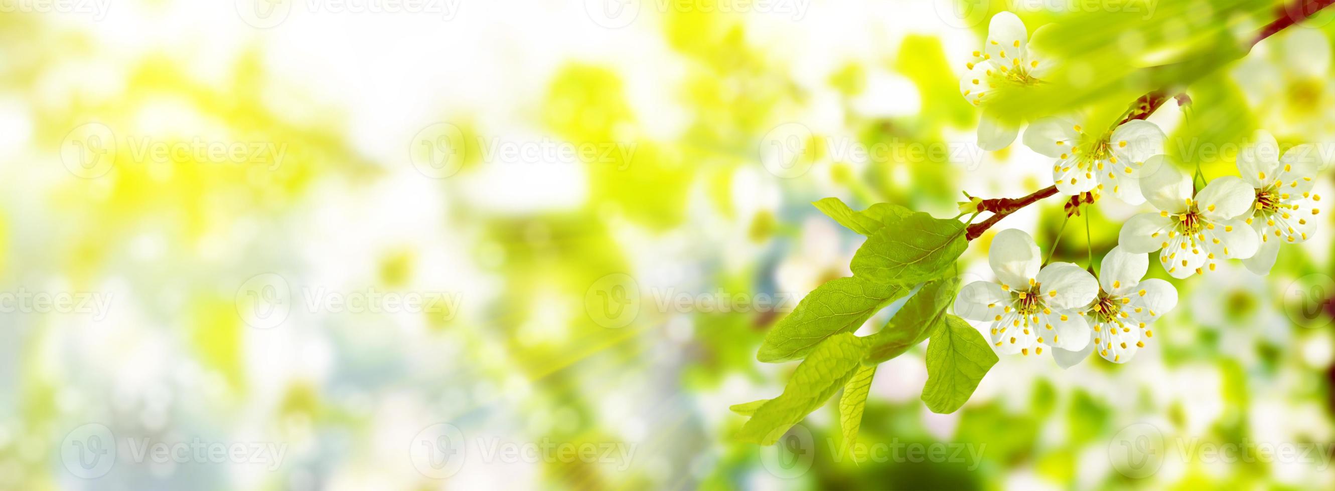 Blossoming branch apple. photo