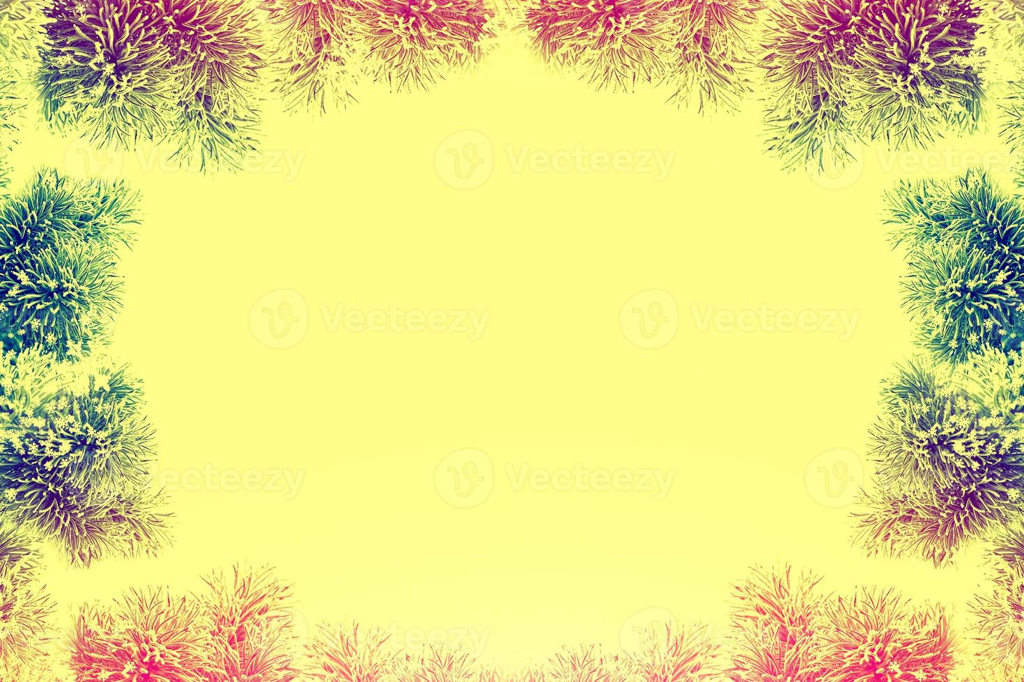 Snow covered trees. fir branch isolated on white background. photo