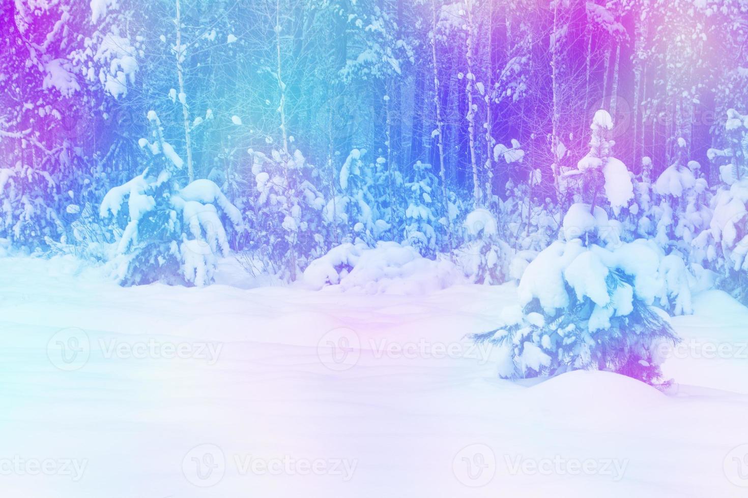 Frozen winter forest with snow covered trees. photo