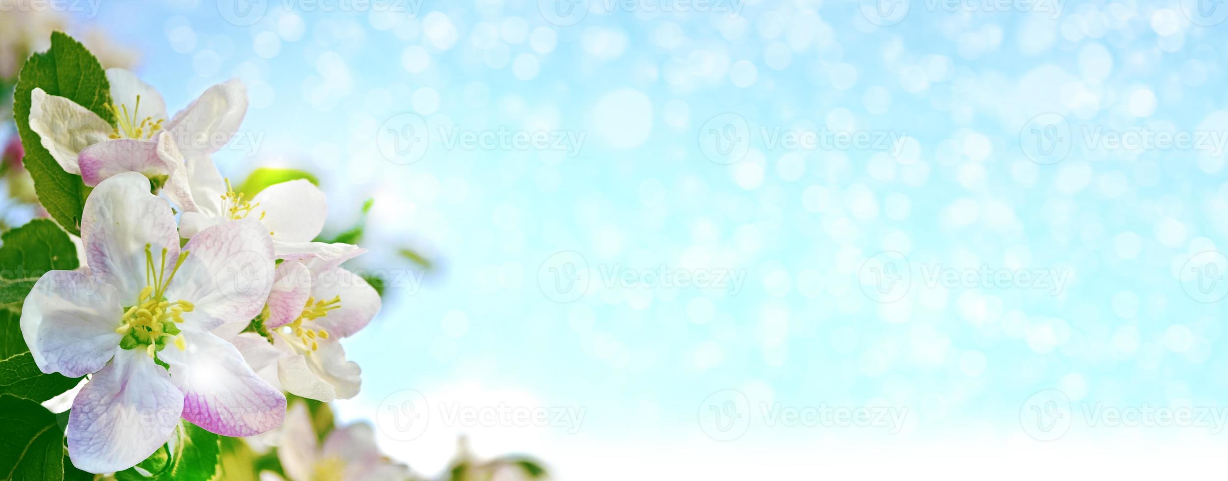 Blossoming branch apple. photo