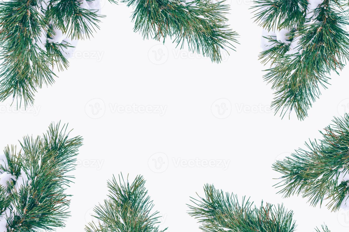 Frozen winter forest with snow covered trees. photo