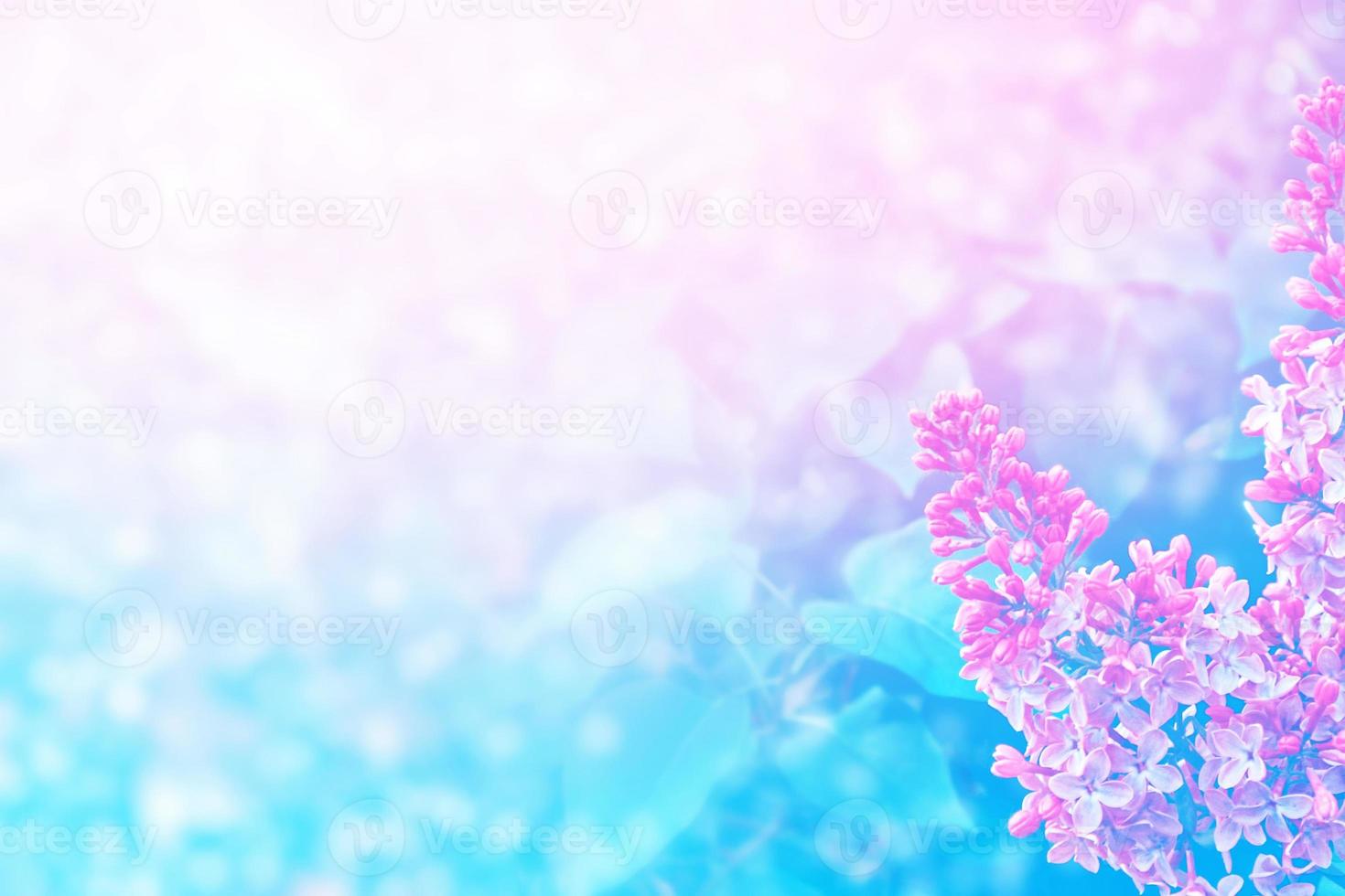Bright and colorful flowers lilac photo