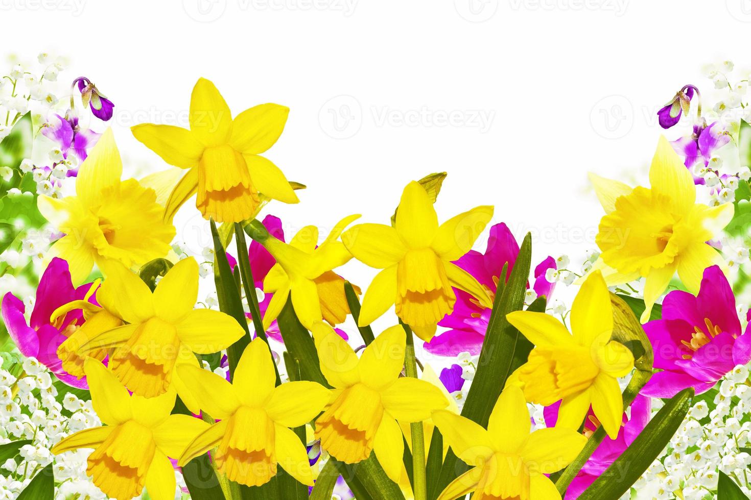 Bright colorful spring flowers of daffodils and tulips isolated on white background. photo